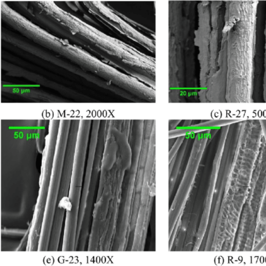 Bamboo fibers magnified under microscope showing rounded structure and characteristic length of the tissue.